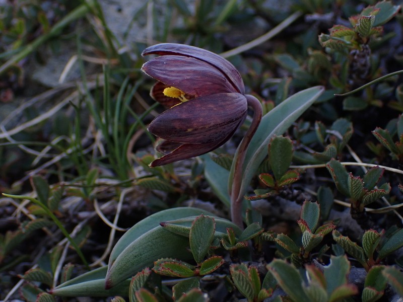 Siskiyou Fritillary photo 6