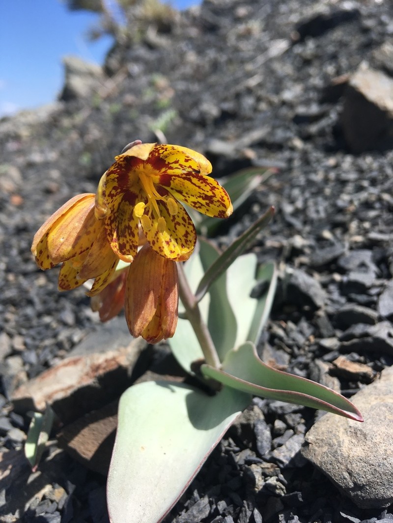 Siskiyou Fritillary photo 7