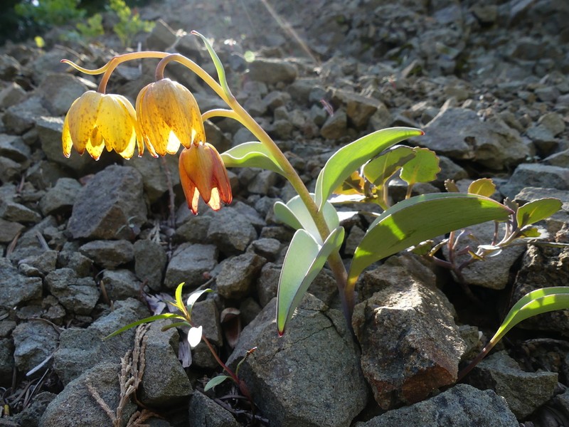 Siskiyou Fritillary photo 8