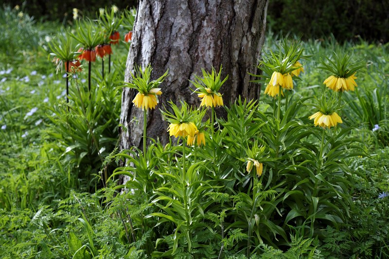Imperial Fritillary
