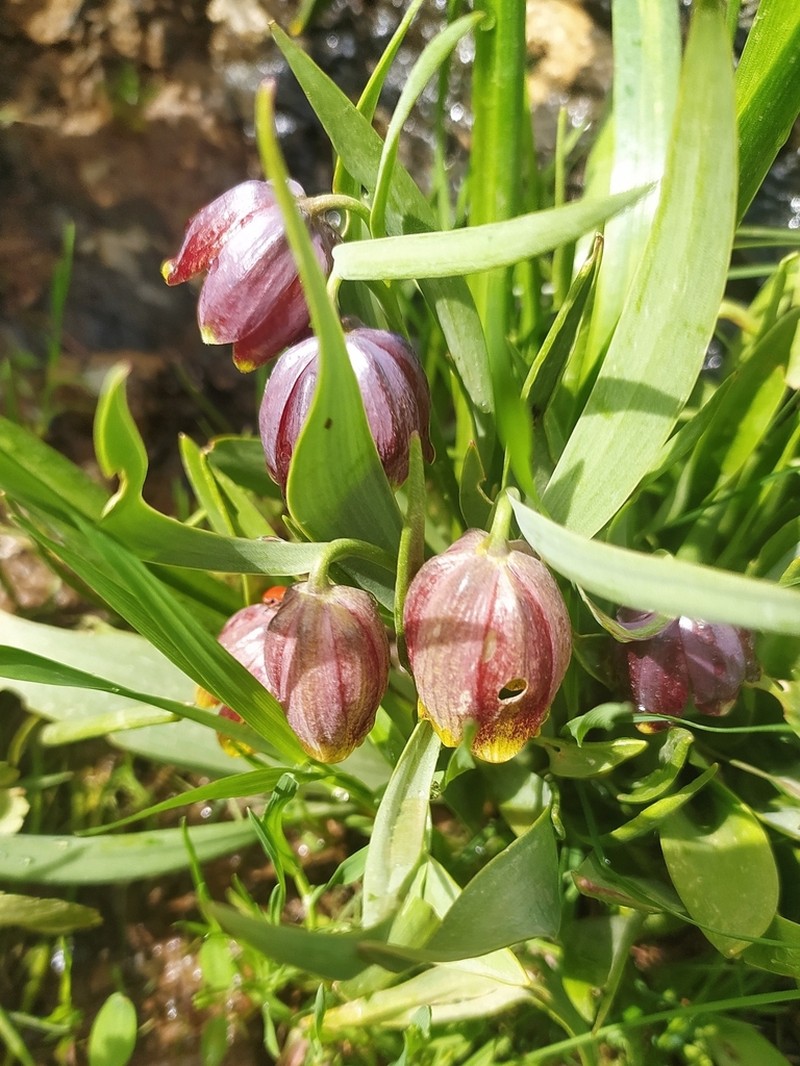 Fritillaria kordestanica