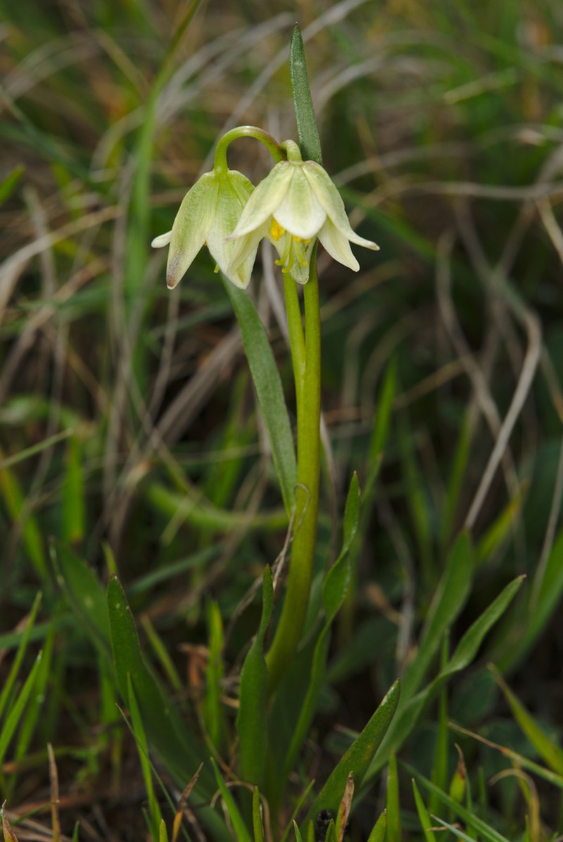 Fragrant Fritillary