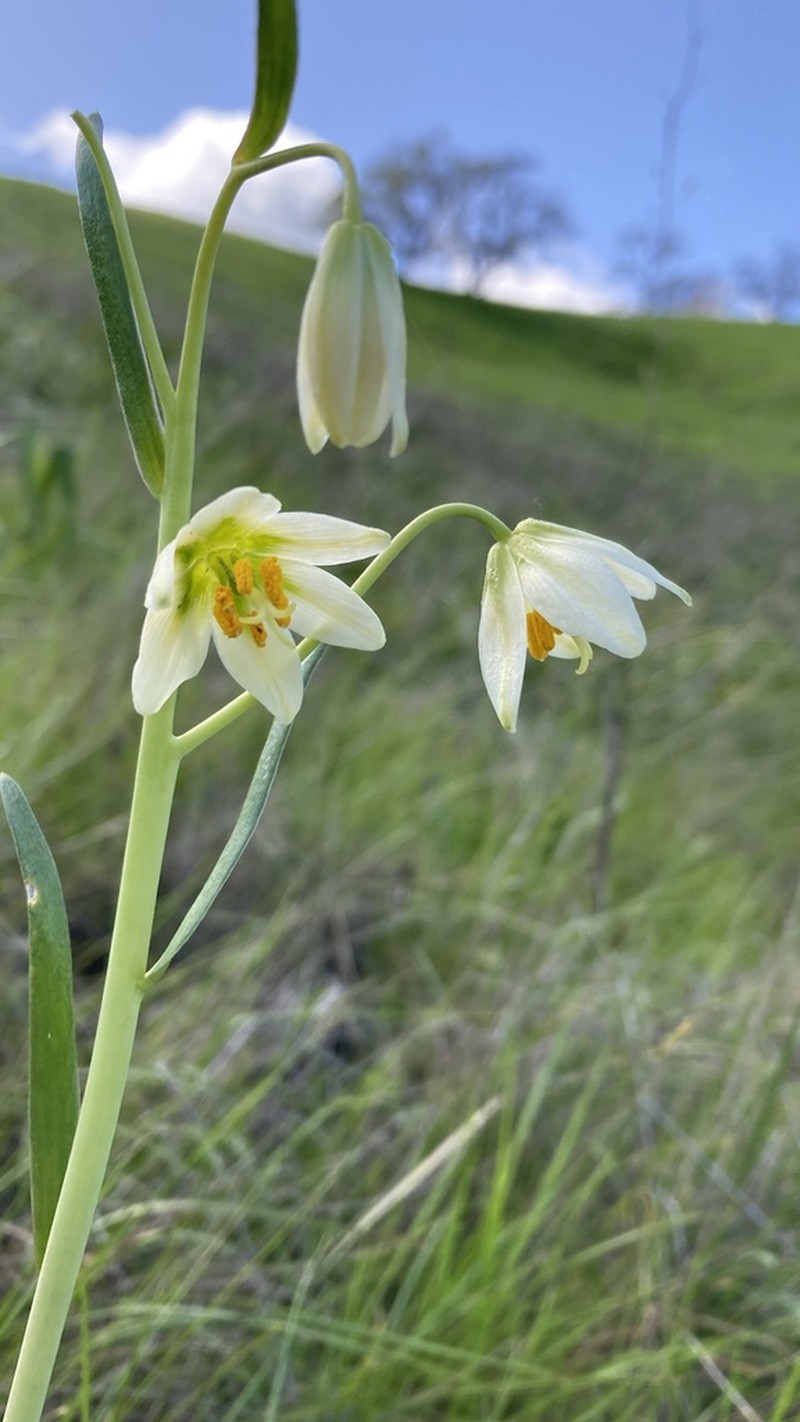 Fragrant Fritillary photo 2