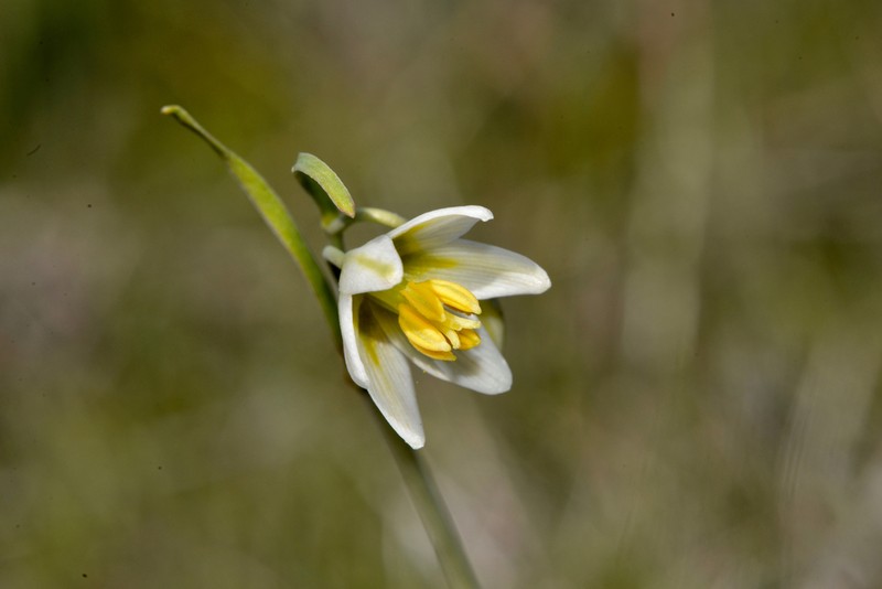 Fragrant Fritillary photo 4