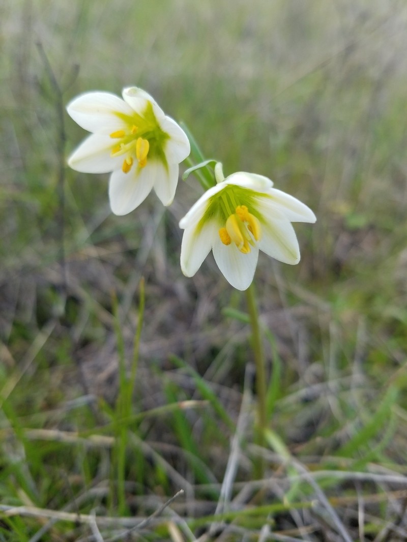 Fragrant Fritillary photo 5