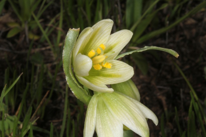 Fragrant Fritillary photo 6