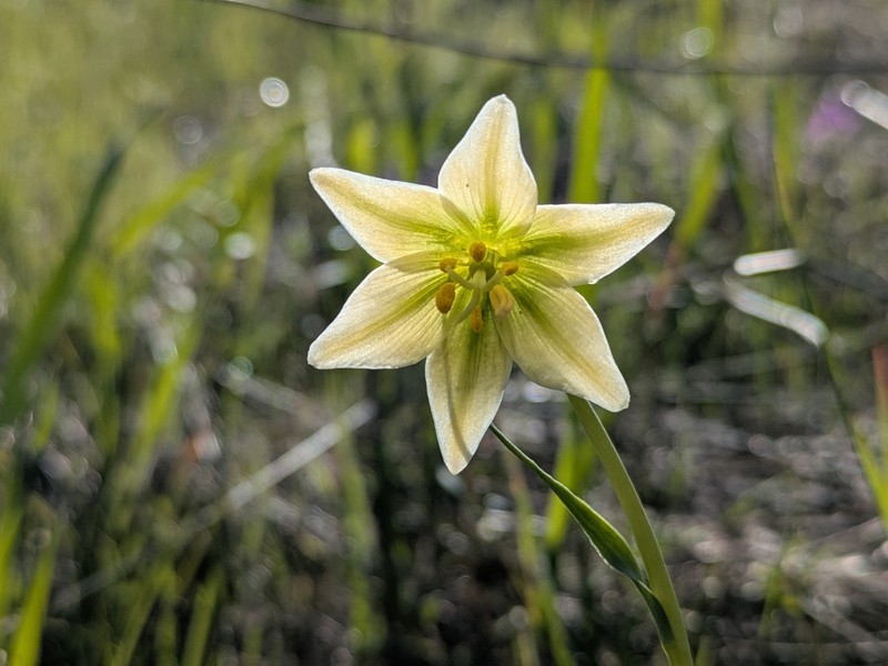 Fragrant Fritillary photo 7