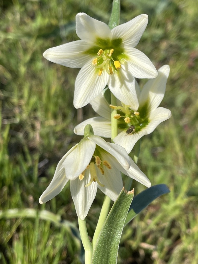 Fragrant Fritillary photo 8