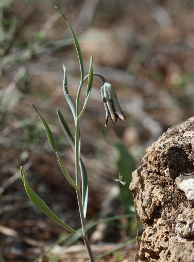 Fritillaria melananthera