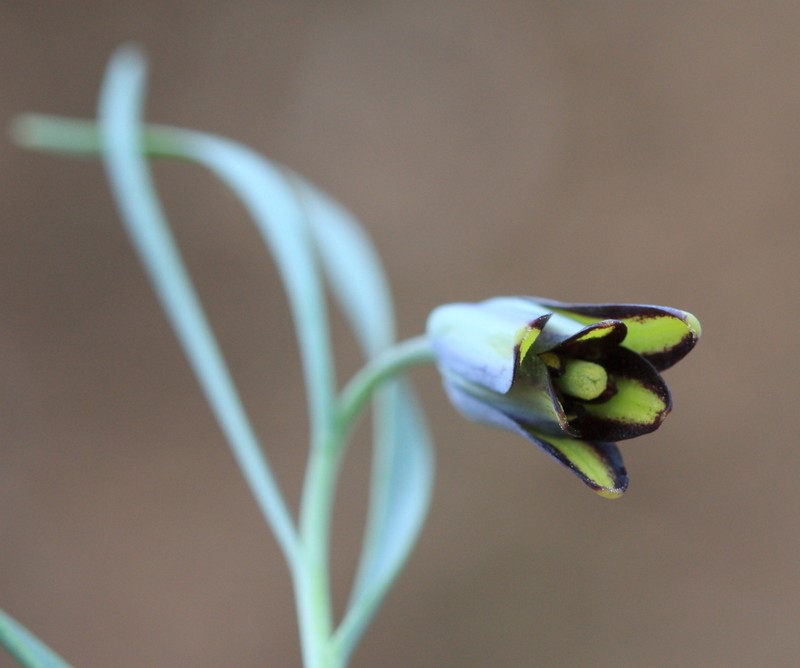 Fritillaria melananthera photo 2