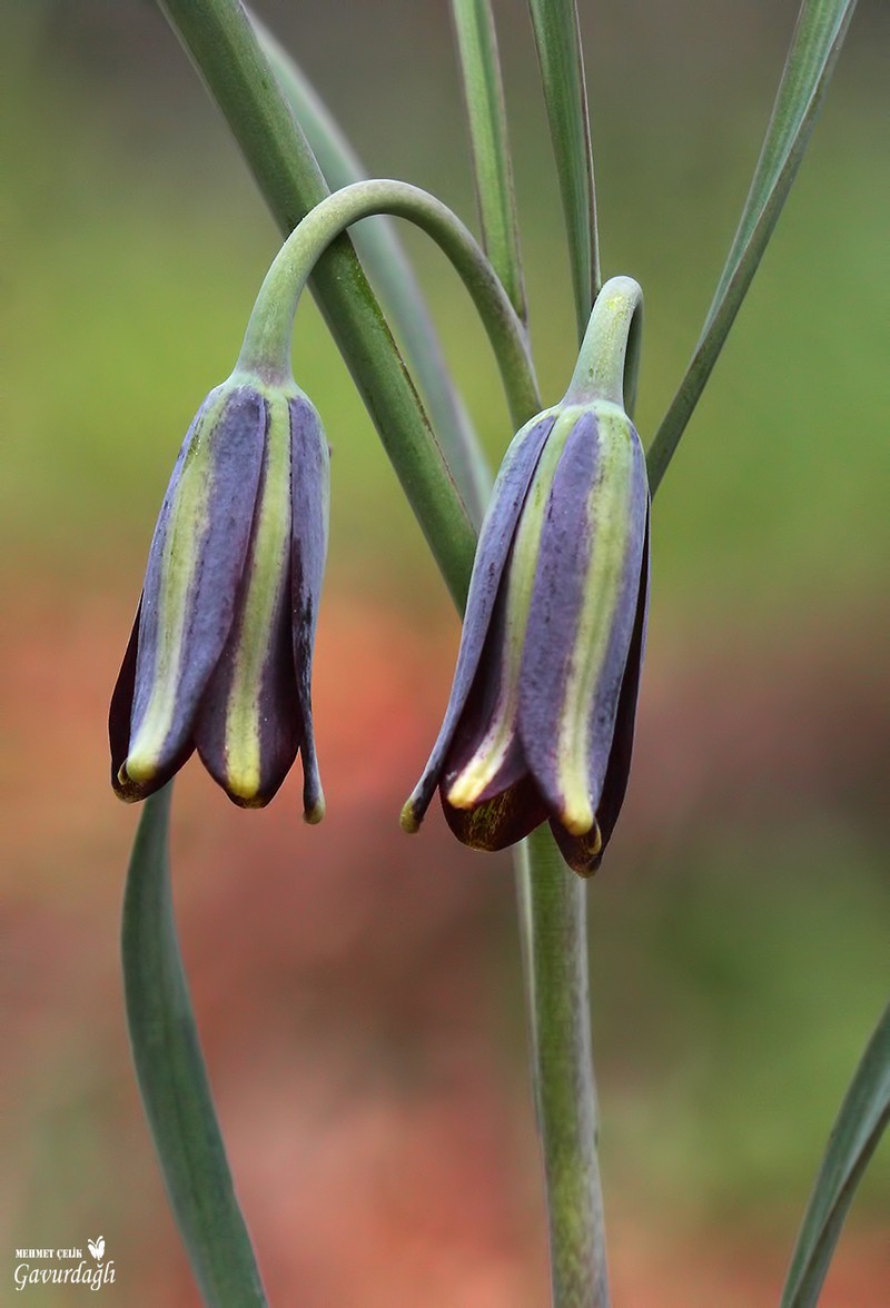 Fritillaria melananthera photo 4