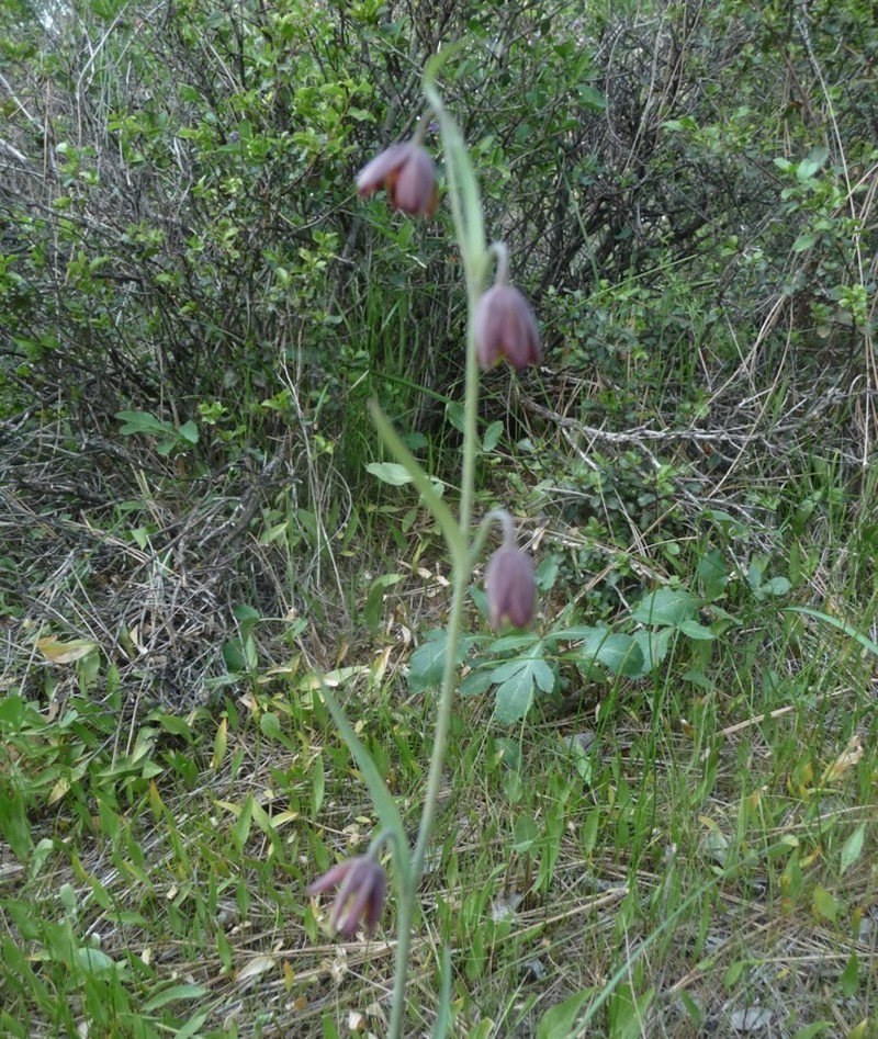 Brown Fritillary photo 7