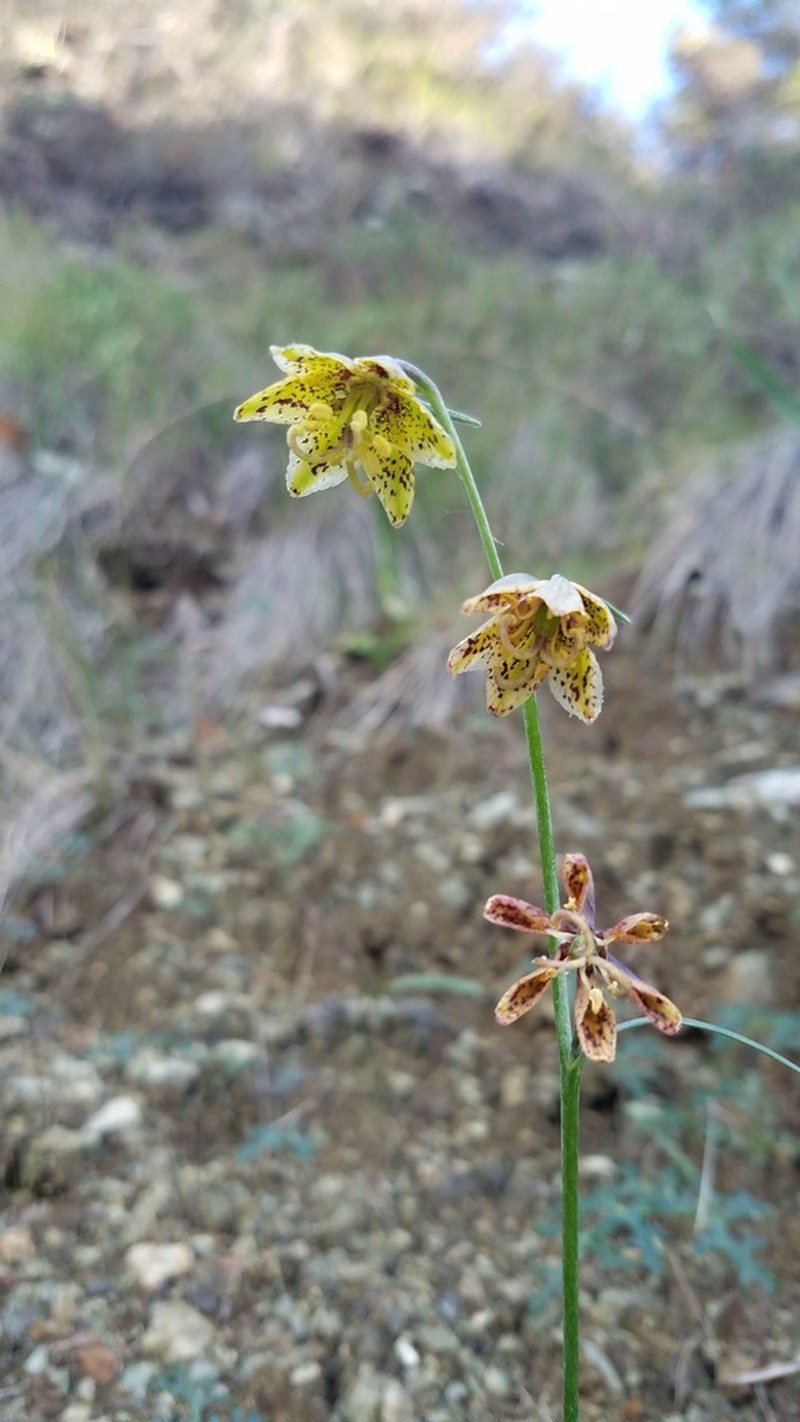 Ojai Fritillary