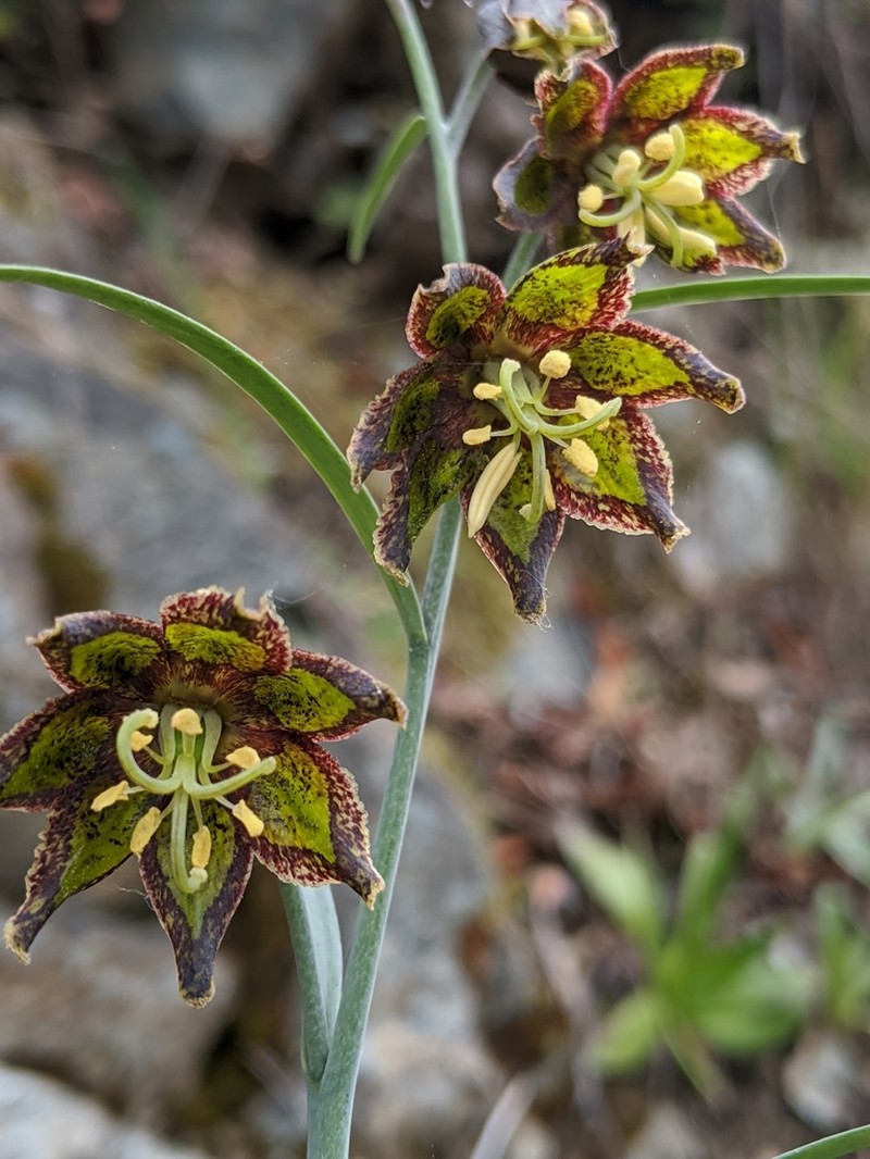 Ojai Fritillary photo 2