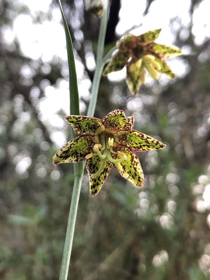 Ojai Fritillary photo 3