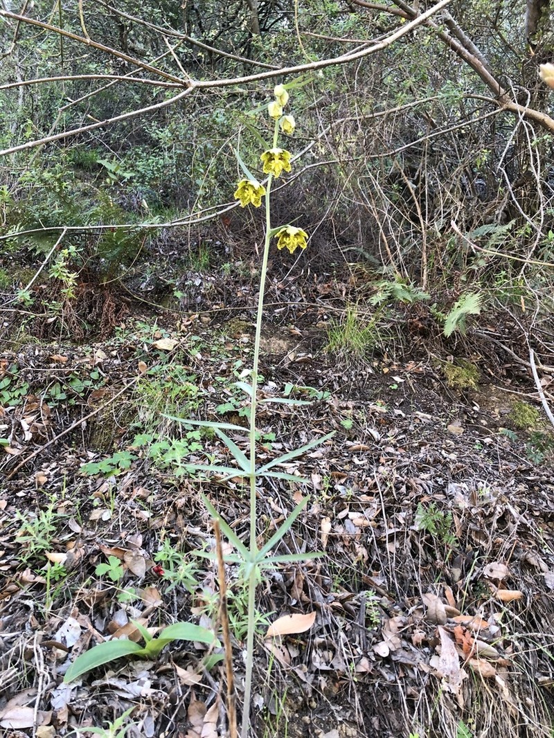 Ojai Fritillary photo 4
