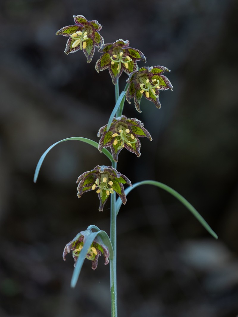 Ojai Fritillary photo 5