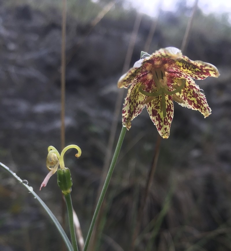 Ojai Fritillary photo 6