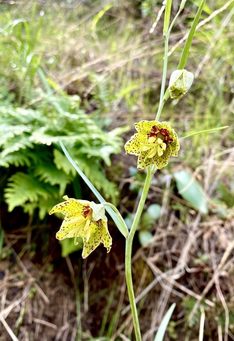 Ojai Fritillary photo 7
