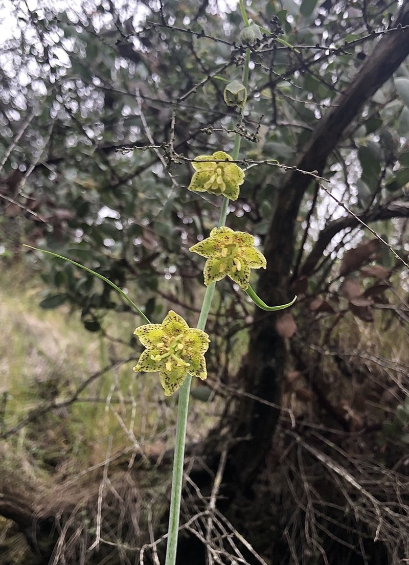 Ojai Fritillary photo 8