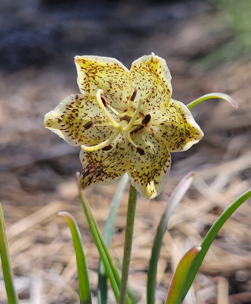 Pinewoods Fritillary