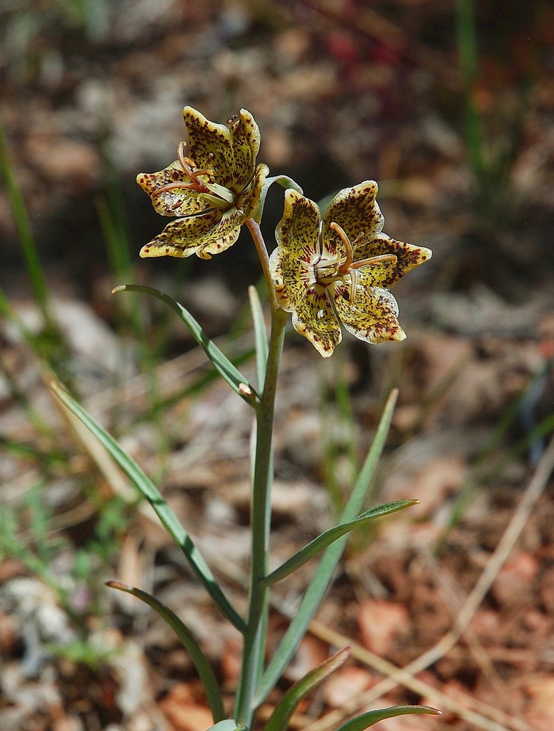 Pinewoods Fritillary photo 4