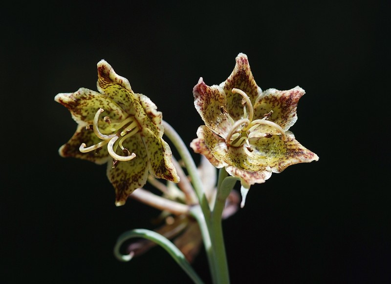 Pinewoods Fritillary photo 7
