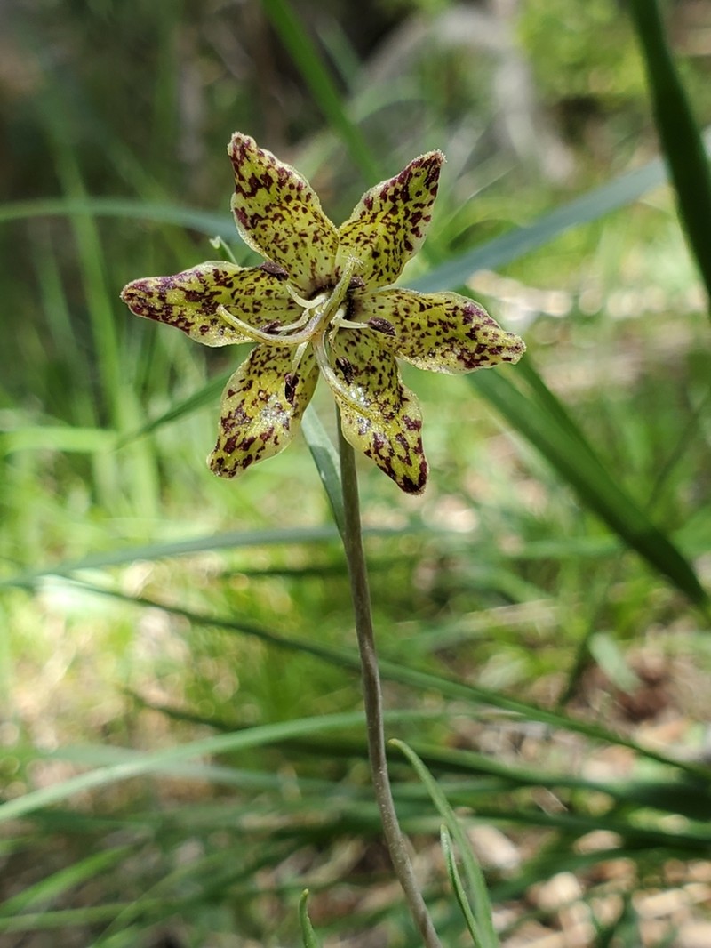 Pinewoods Fritillary photo 8