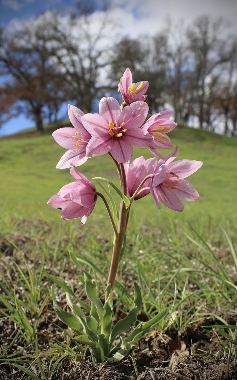 Adobe Lily