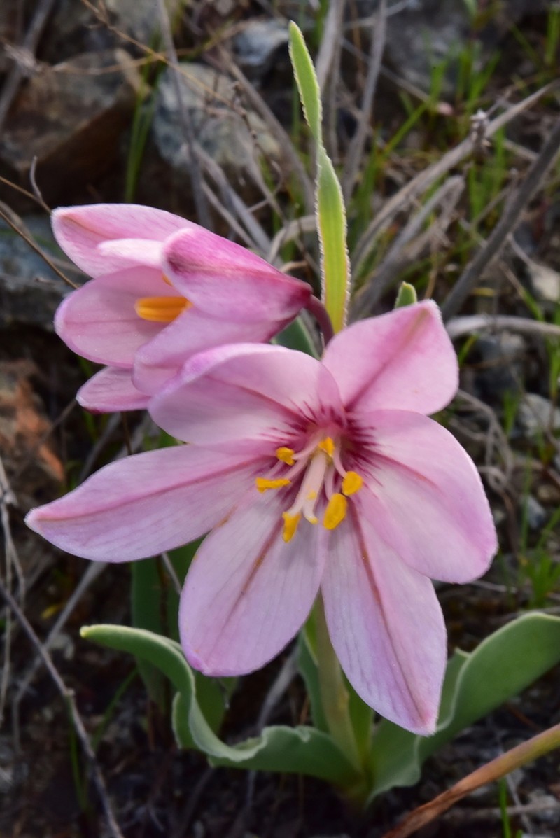 Adobe Lily photo 2