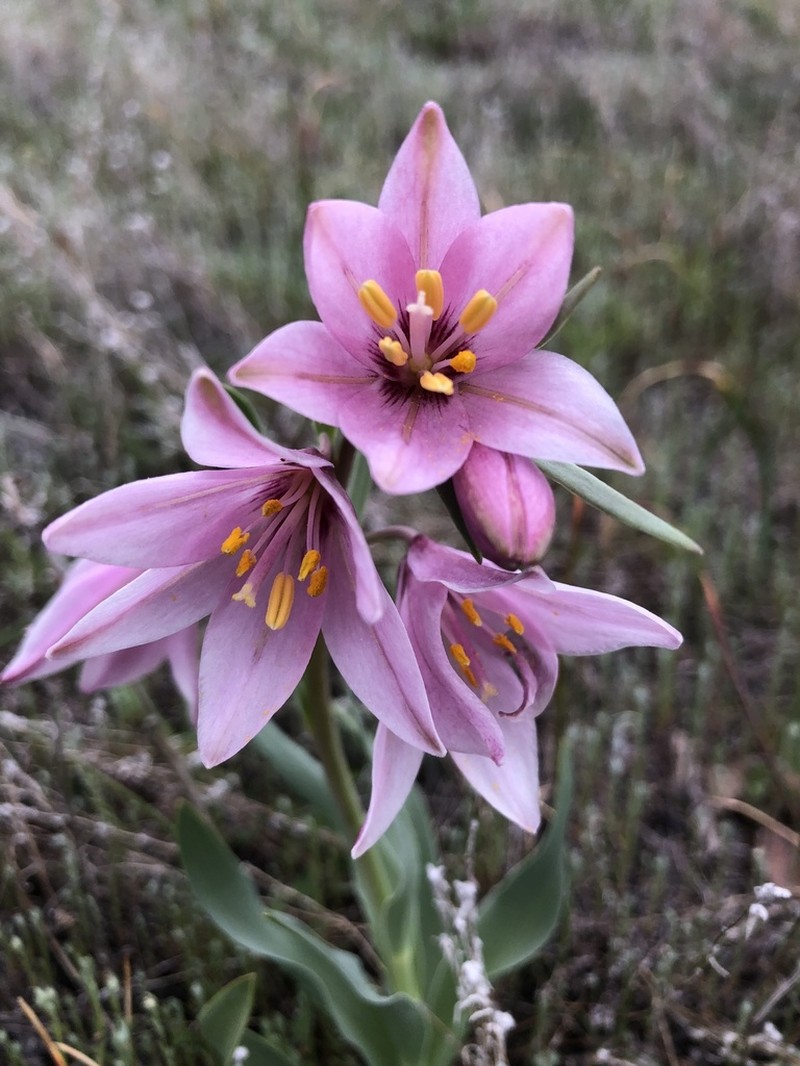 Adobe Lily photo 3