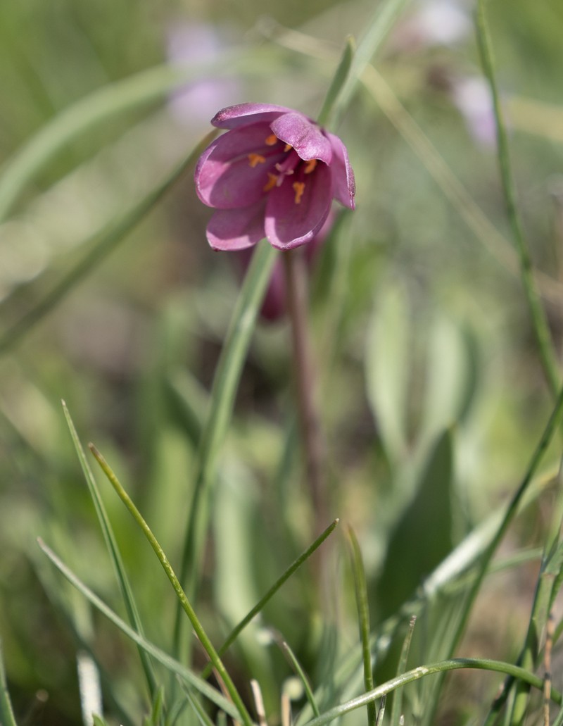 Adobe Lily photo 4