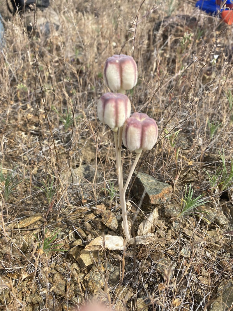 Adobe Lily photo 5
