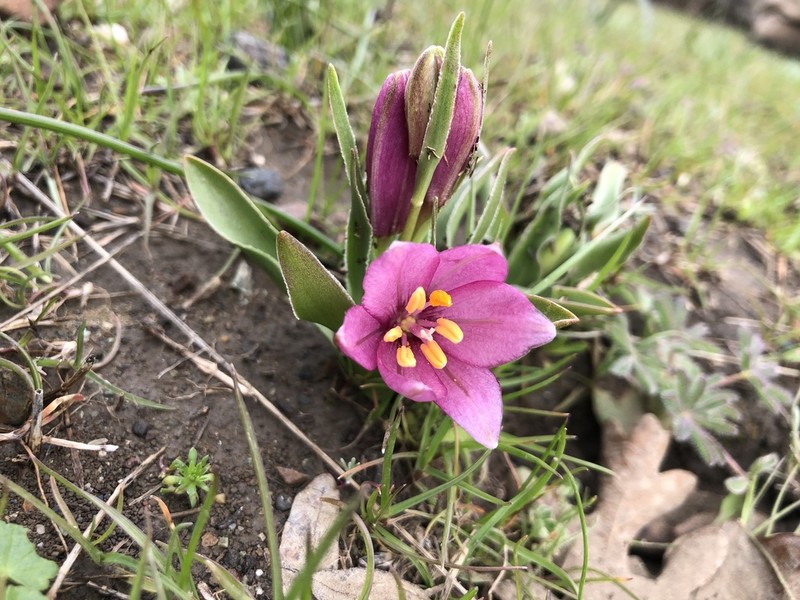 Adobe Lily photo 6