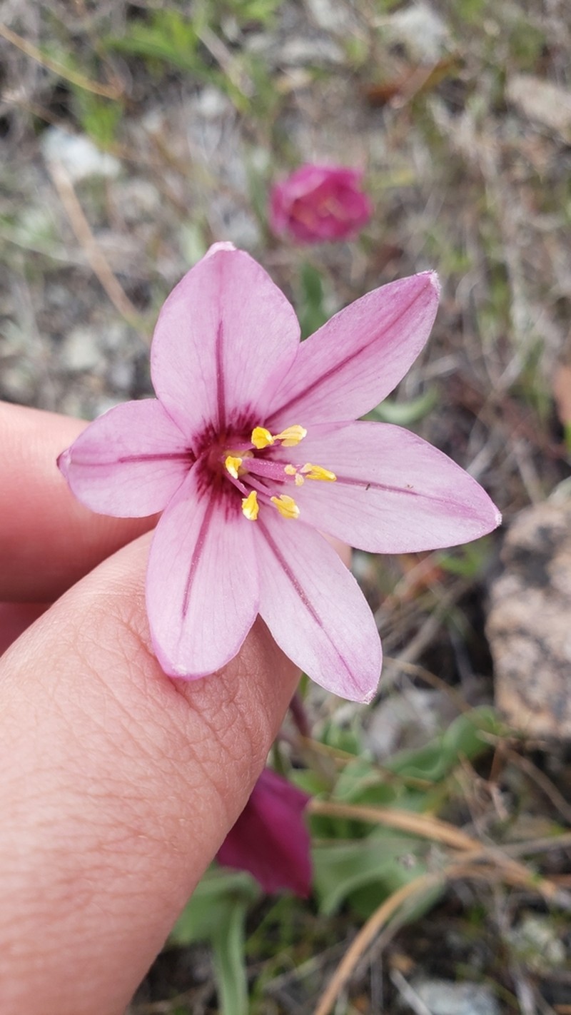 Adobe Lily photo 7
