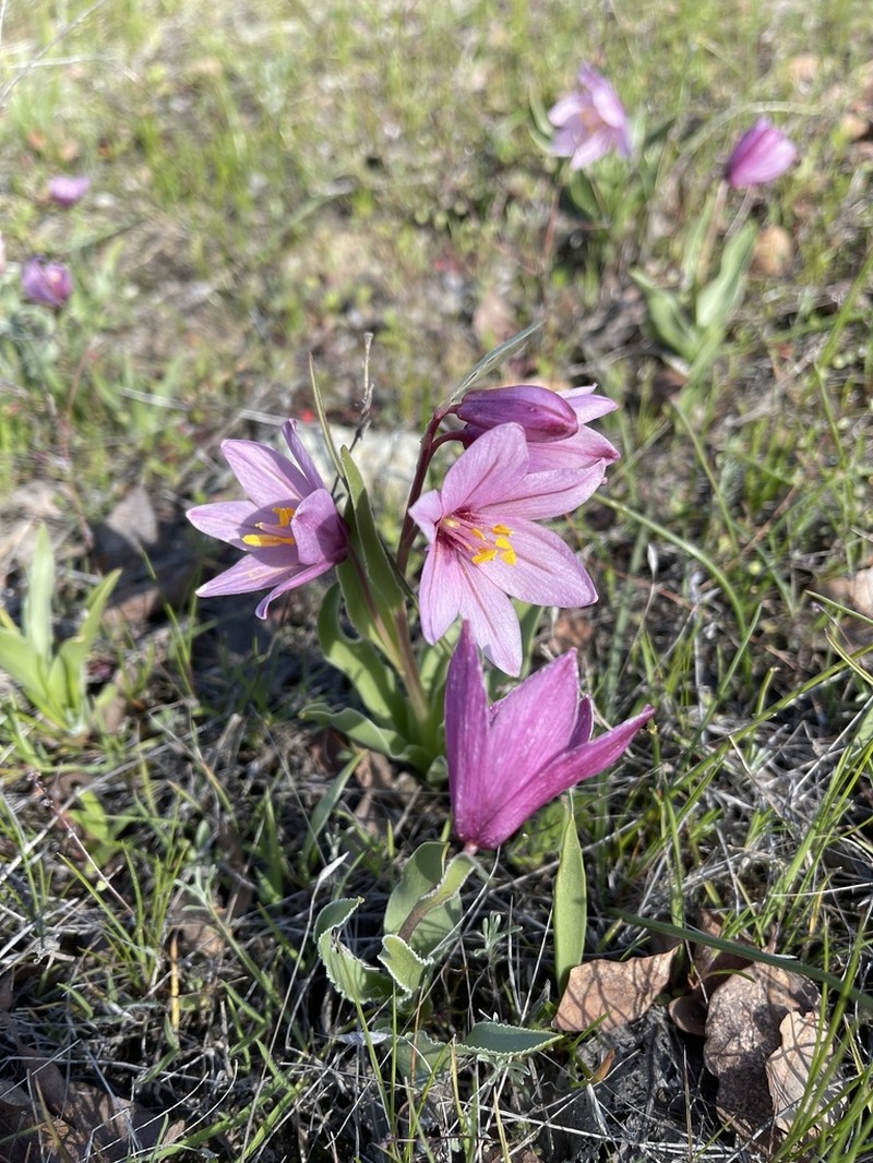 Adobe Lily photo 8