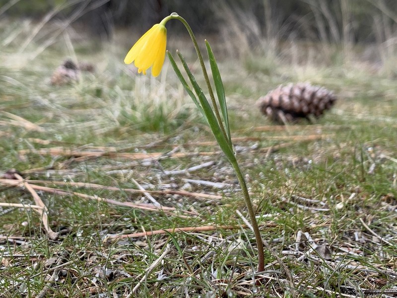 Yellow Fritillary