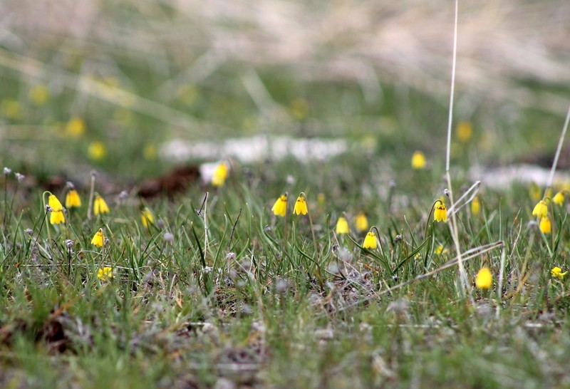 Yellow Fritillary photo 2
