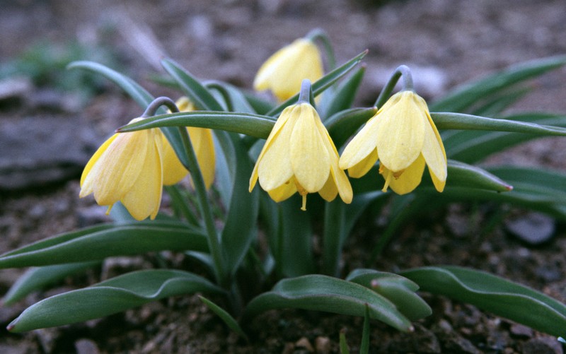 Yellow Fritillary photo 4