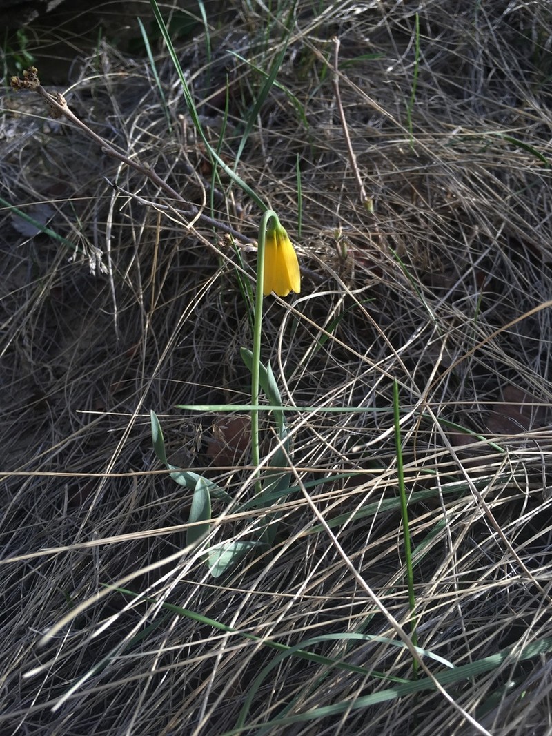 Yellow Fritillary photo 5