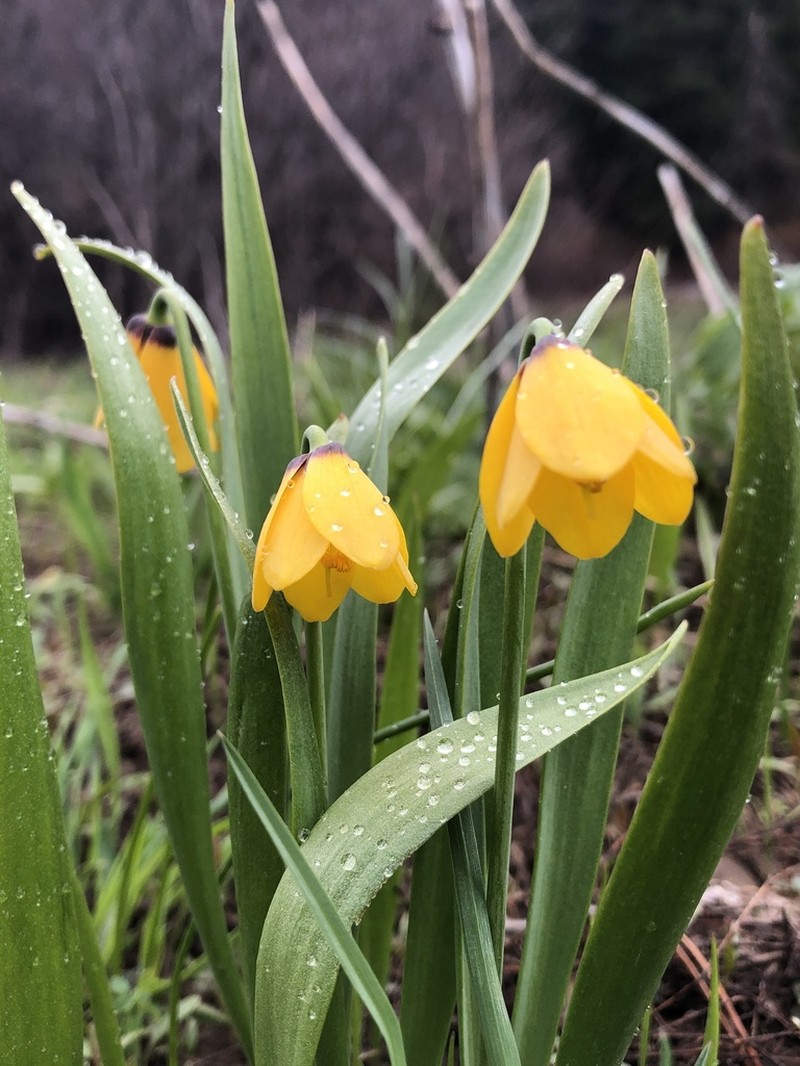 Yellow Fritillary photo 6