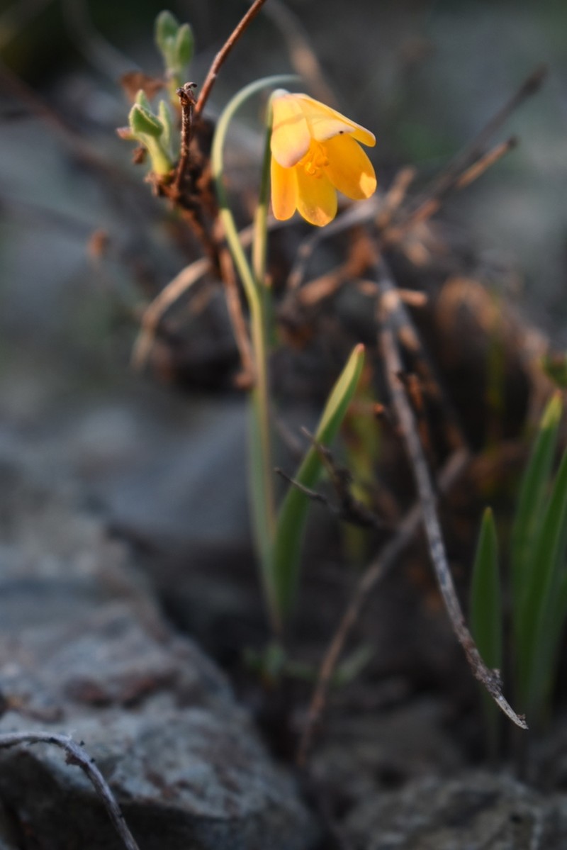 Yellow Fritillary photo 7