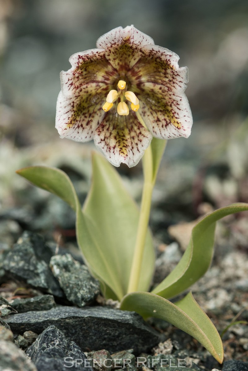 Purdy's Fritillary