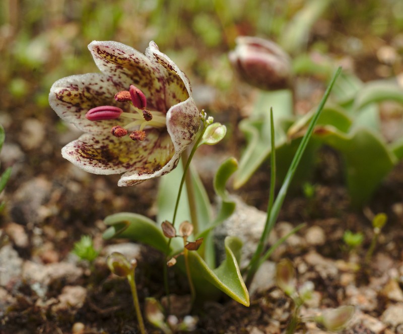 Purdy's Fritillary photo 2