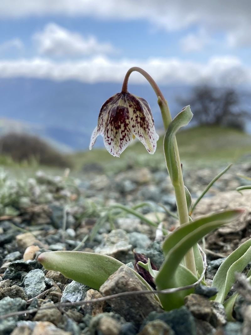 Purdy's Fritillary photo 4