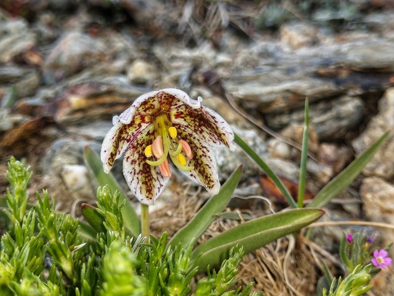 Purdy's Fritillary photo 5