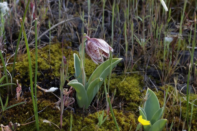 Purdy's Fritillary photo 7