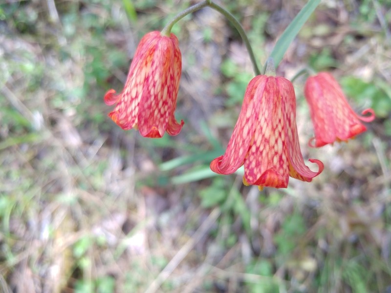 Scarlet Fritillary photo 2
