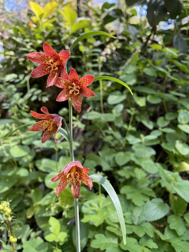 Scarlet Fritillary photo 3
