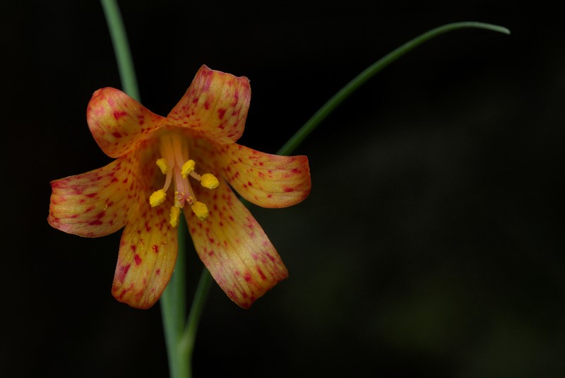 Scarlet Fritillary photo 5